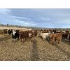 Image 3 : Cunningham Cattle Co. - 800# Heifers - 75 Head (Sundre, AB)