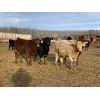 Image 4 : Cunningham Cattle Co. - 800# Heifers - 75 Head (Sundre, AB)