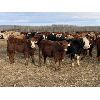 Image 6 : Cunningham Cattle Co. - 800# Heifers - 75 Head (Sundre, AB)