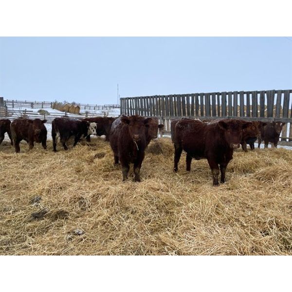 Reilly Lake Ranching - 850# Steers - 75 Head (Lloydminster, AB)