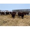 Image 1 : Reilly Lake Ranching - 850# Steers - 75 Head (Lloydminster, AB)