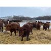 Image 2 : Reilly Lake Ranching - 850# Steers - 75 Head (Lloydminster, AB)
