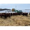 Image 3 : Reilly Lake Ranching - 850# Steers - 75 Head (Lloydminster, AB)