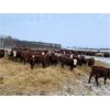 Image 6 : Reilly Lake Ranching - 850# Steers - 75 Head (Lloydminster, AB)