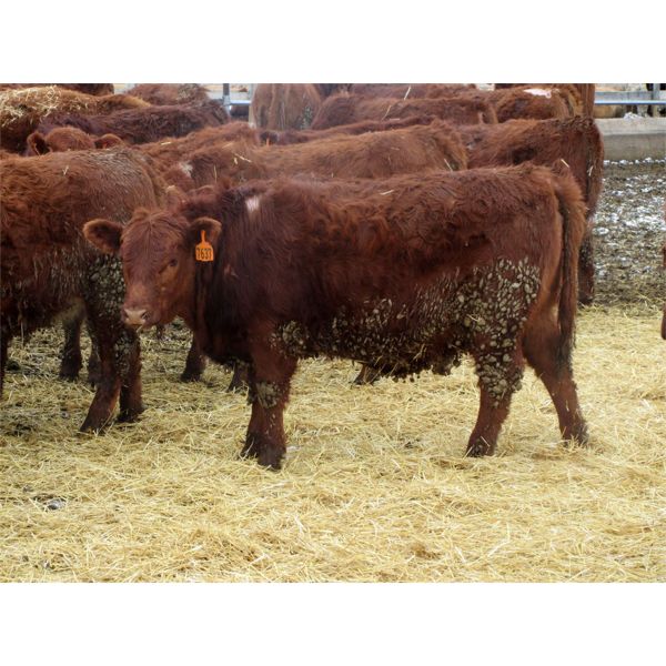 Pickett Ranching - 810# Heifers - 77 Head (Gem, AB)