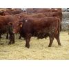 Image 1 : Pickett Ranching - 810# Heifers - 77 Head (Gem, AB)
