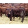 Image 2 : Pickett Ranching - 810# Heifers - 77 Head (Gem, AB)