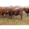 Image 3 : Pickett Ranching - 810# Heifers - 77 Head (Gem, AB)