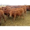 Image 5 : Pickett Ranching - 810# Heifers - 77 Head (Gem, AB)