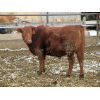 Image 7 : Pickett Ranching - 810# Heifers - 77 Head (Gem, AB)