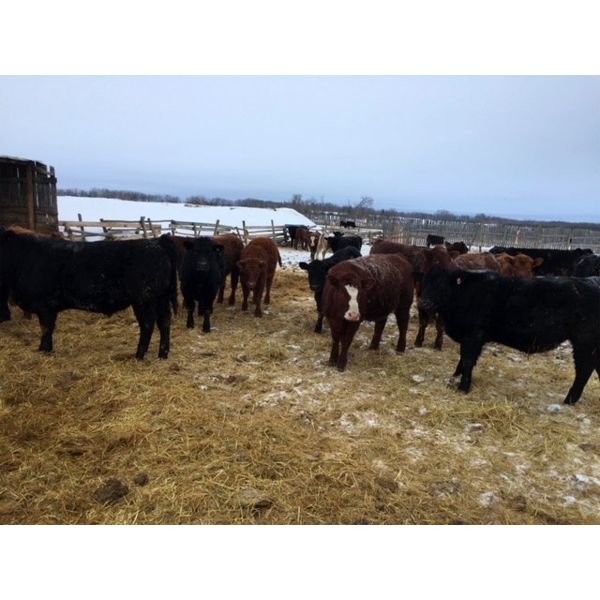 TS Stock Farm Ltd. - 825# Steers - 73 Head (Mullingar, SK)
