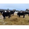 Image 2 : TS Stock Farm Ltd. - 825# Steers - 73 Head (Mullingar, SK)