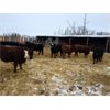 Image 6 : TS Stock Farm Ltd. - 825# Steers - 73 Head (Mullingar, SK)