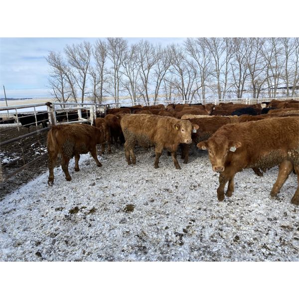 Quarter Circle X Ranch - 771# Steers - 156 Head (Madden, AB)