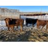 Image 3 : Brand AAA Cattle Co. Inc. - 975# Heifers - 119 Head (Hamiota, MB)