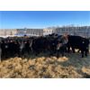 Image 6 : Brand AAA Cattle Co. Inc. - 975# Heifers - 119 Head (Hamiota, MB)