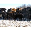 Image 1 : Turtleview Livestock - 1000# Heifers - 180 Head (Goodlands, MB)