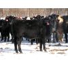 Image 3 : Turtleview Livestock - 1000# Heifers - 180 Head (Goodlands, MB)