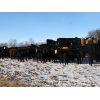 Image 8 : Turtleview Livestock - 1000# Heifers - 180 Head (Goodlands, MB)
