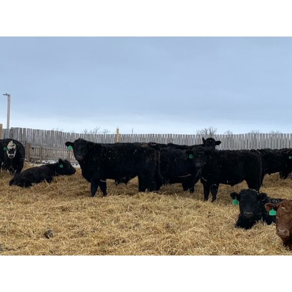 Stone Meadows Farms - 680# Steers - 75 Head (Langruth, MB)