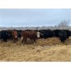 Image 3 : Stone Meadows Farms - 680# Steers - 75 Head (Langruth, MB)