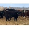 Image 5 : Stone Meadows Farms - 680# Steers - 75 Head (Langruth, MB)