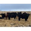 Image 3 : Stone Meadows Farms - 580# Steers - 78 Head (Langruth, MB)