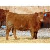 Image 1 : Doerksen Farms - 640# Heifers - 70 Head (Gem, AB)