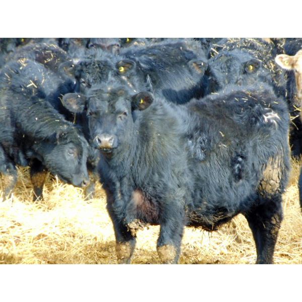 Aaron Bear - 690# Steers - 85 Head (Rosemary, AB)