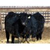 Image 10 : Leon Torkelson - 780# Steers - 81 Head (Millicent, AB)