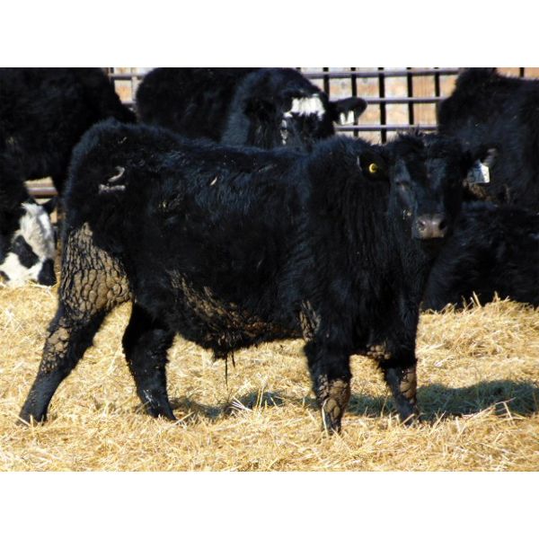 Leon Torkelson - 780# Steers - 81 Head (Millicent, AB)