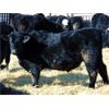 Image 3 : Leon Torkelson - 780# Steers - 81 Head (Millicent, AB)
