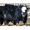 Image 6 : Leon Torkelson - 780# Steers - 81 Head (Millicent, AB)