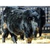 Image 8 : Leon Torkelson - 780# Steers - 81 Head (Millicent, AB)