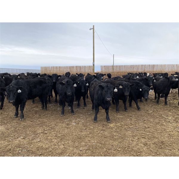 9 Bar Ranch - 825# Heifers - 155 Head (Fincastle, AB)