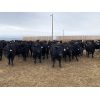 Image 1 : 9 Bar Ranch - 825# Heifers - 155 Head (Fincastle, AB)