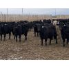 Image 2 : 9 Bar Ranch - 825# Heifers - 155 Head (Fincastle, AB)