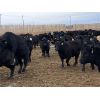 Image 3 : 9 Bar Ranch - 825# Heifers - 155 Head (Fincastle, AB)