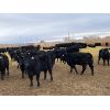 Image 4 : 9 Bar Ranch - 825# Heifers - 155 Head (Fincastle, AB)