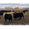 Image 5 : 9 Bar Ranch - 825# Heifers - 155 Head (Fincastle, AB)