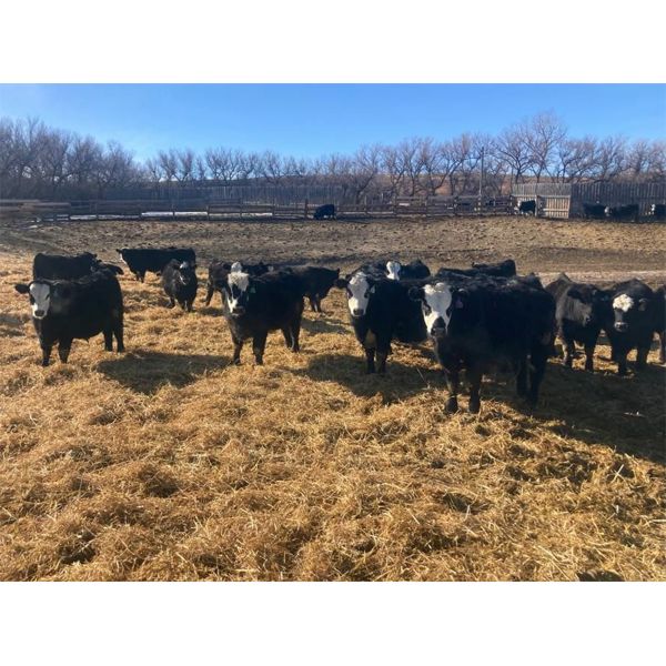 Bircham Ranch - 870# Steers - 192 Head (Piapot, SK)