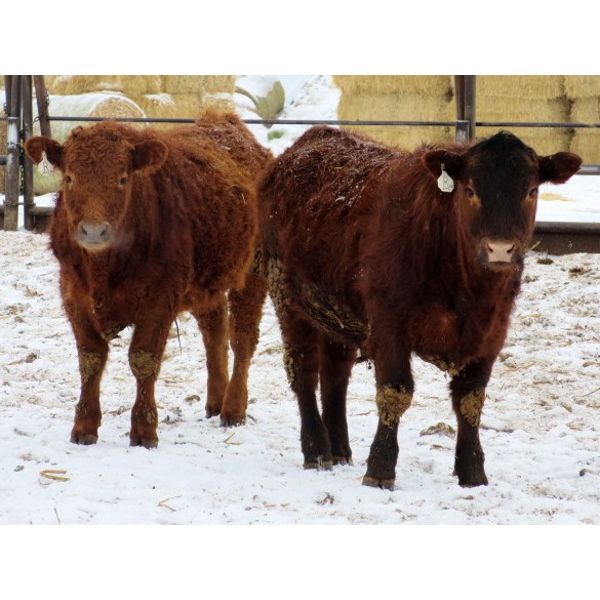 Jeff & Bonnie Resch - 800# Steers - 78 Head (Leader, SK)
