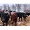 Image 1 : MY Farming - 650# Heifers - 95 Head (St. Paul, AB)