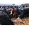 Image 2 : MY Farming - 650# Heifers - 95 Head (St. Paul, AB)
