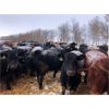 Image 3 : MY Farming - 650# Heifers - 95 Head (St. Paul, AB)