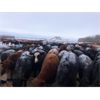 Image 4 : MY Farming - 650# Heifers - 95 Head (St. Paul, AB)