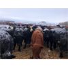 Image 5 : MY Farming - 650# Heifers - 95 Head (St. Paul, AB)
