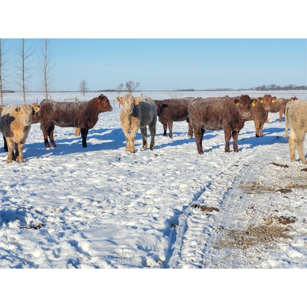 Leonard Friesen - 700# Heifers - 84 Head (Austin, MB)