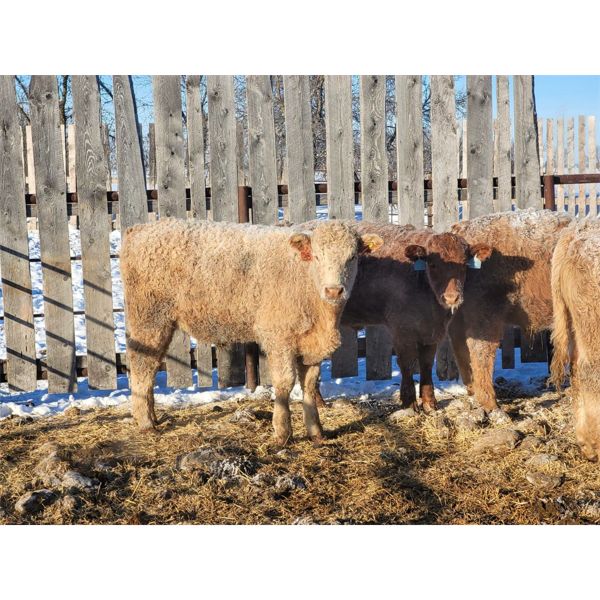 Leonard Friesen - 775# Steers - 78 Head (Austin, MB)