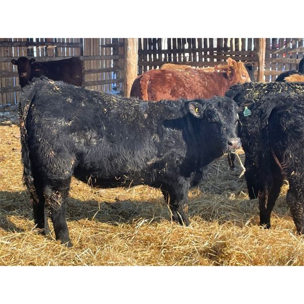 Finnlane Farms - 865# Heifers - 45 Head (Watrous, SK)